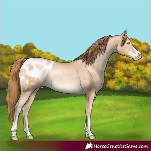 Horse Color:Buckskin Pearl Blanket Rabicano
