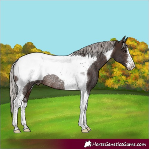 Horse Color:Silver Brown Tobiano Snowcap Rabicano