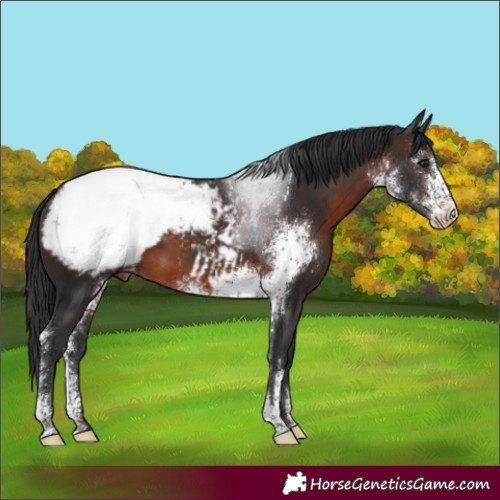 Horse Color:Brown Sabino Snowcap Rabicano 
