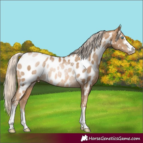 Horse Color:Chocolate Palomino Pearl Near Leopard Rabicano