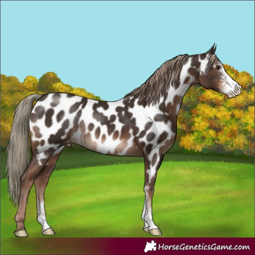 Horse Color:Liver Chestnut Sabino Near Leopard Rabicano 