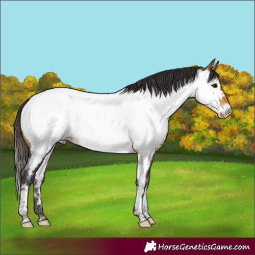 Horse Color:Buckskin Tobiano Near Fewspot 
