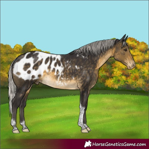 Horse Color:Silver Buckskin Tobiano Blanket Rabicano