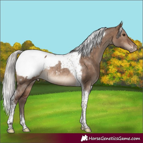 Horse Color:Silver Brown Dun Tobiano Snowcap Rabicano 