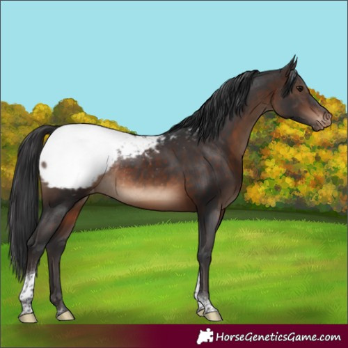 Horse Color:Brown Tobiano Snowcap Rabicano 