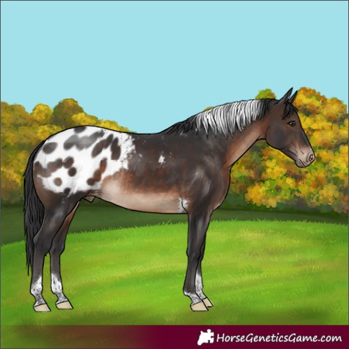 Horse Color:Brown Tobiano Blanket Rabicano 
