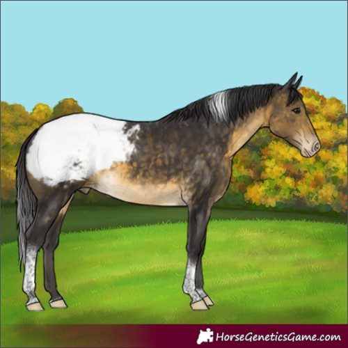 Horse Color:Buckskin Tobiano Snowcap Rabicano