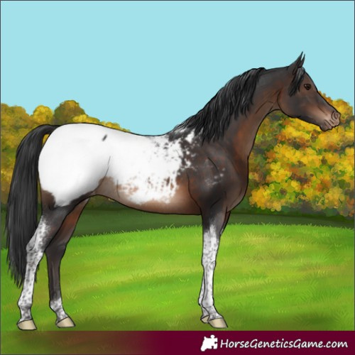 Horse Color:Brown Tobiano Snowcap Rabicano