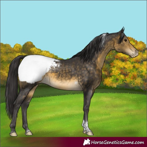 Horse Color:Buckskin Tobiano Snowcap 