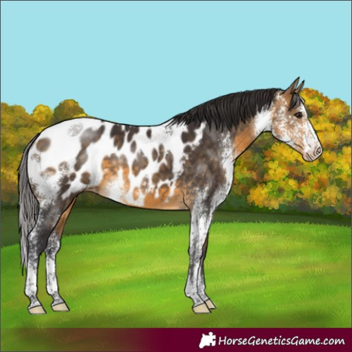 Horse Color:Buckskin Sabino Blanket