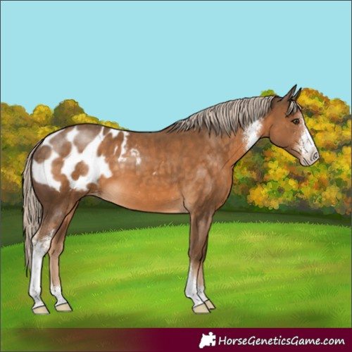 Horse Color:Chocolate Palomino Sabino Blanket 