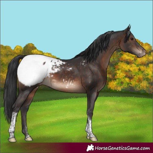 Horse Color:Brown Tobiano Snowcap Rabicano 