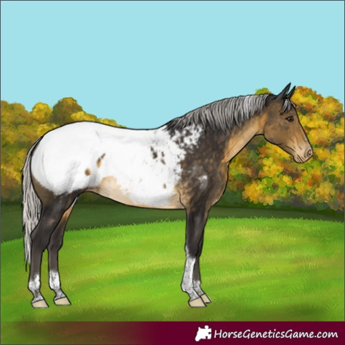 Horse Color:Silver Buckskin Tobiano Snowcap Rabicano 