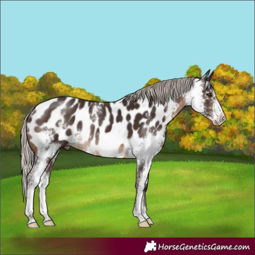 Horse Color:Silver Brown Sabino Near Leopard Rabicano 