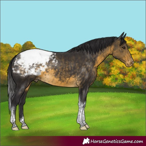 Horse Color:Buckskin Tobiano Snowcap Rabicano