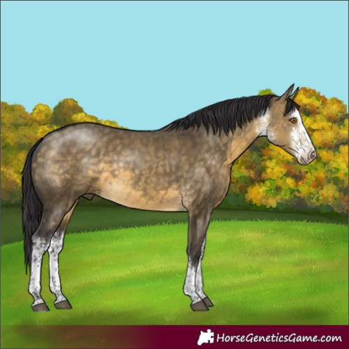 Horse Color:White Spotted Buckskin Dun Rabicano 