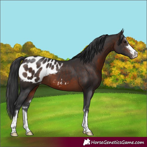 Horse Color:Brown Blanket