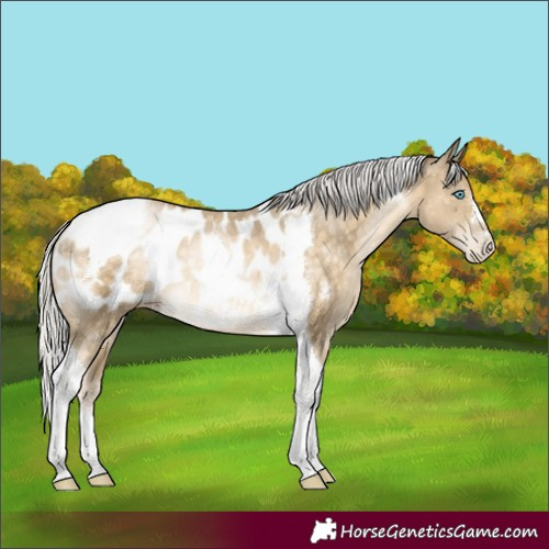Horse Color:Silver Buckskin Pearl Tobiano Blanket Rabicano 