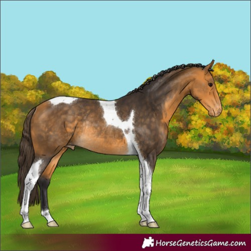Horse Color:Buckskin Tobiano Varnish Rabicano