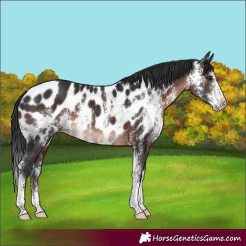 Horse Color:Brown Sabino Blanket Rabicano