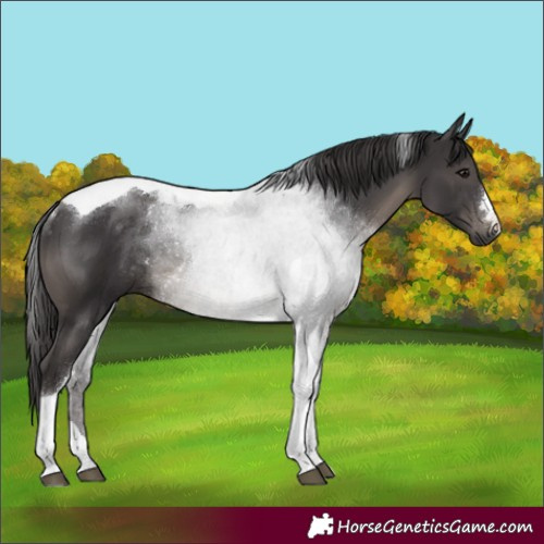 Horse Color:Smoky Black Tobiano Rabicano 
