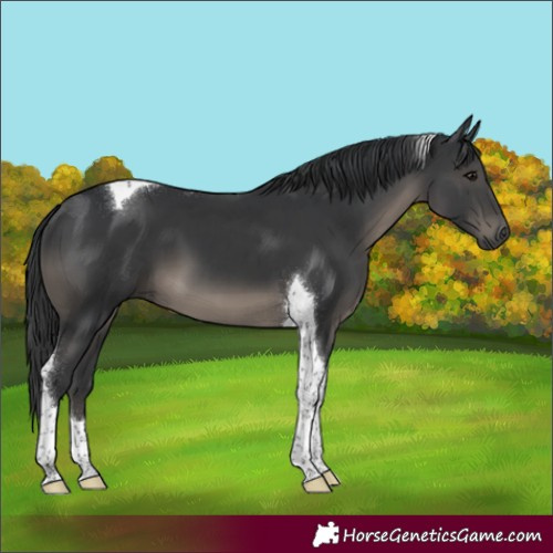 Horse Color:Black Tobiano 