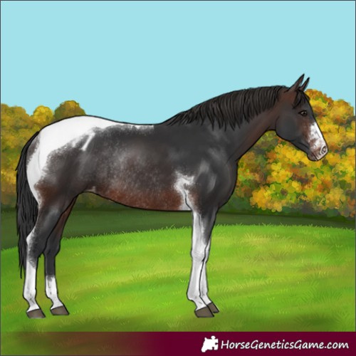 Horse Color:Brown Tobiano Varnish Rabicano 