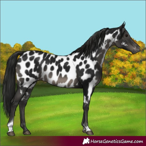 Horse Color:Gray Smoky Black Tobiano Near Leopard 