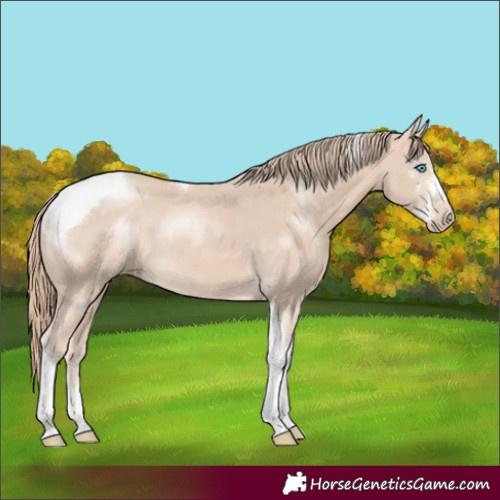 Horse Color:Perlino Sabino Tobiano 