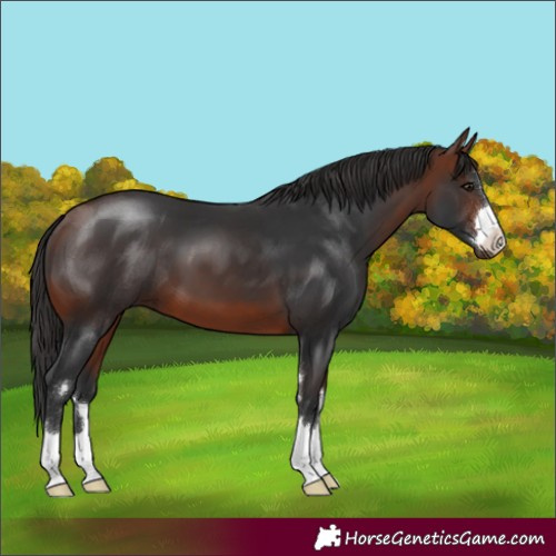 Horse Color:Bay 