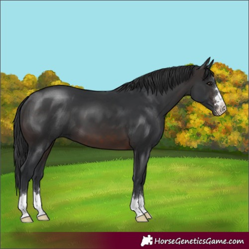 Horse Color:Brown 