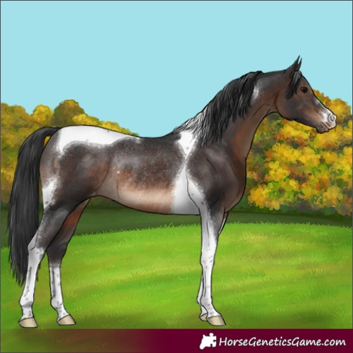 Horse Color:Brown Tobiano Varnish Rabicano