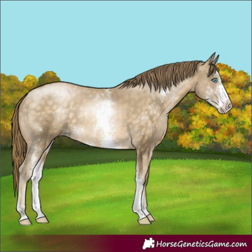 Horse Color:Buckskin Pearl Sabino Rabicano 