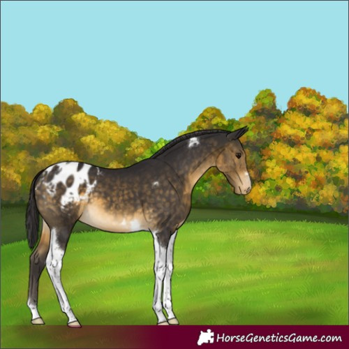 Horse Color:Buckskin Tobiano Blanket