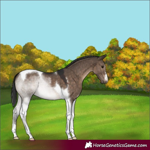 Horse Color:Brown Dun Tobiano
