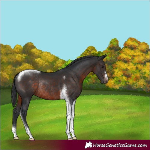 Horse Color:Brown Tobiano Varnish Rabicano