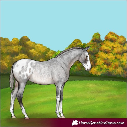 Horse Color:Gray Silver Brown Roan Sabino Blanket Rabicano 