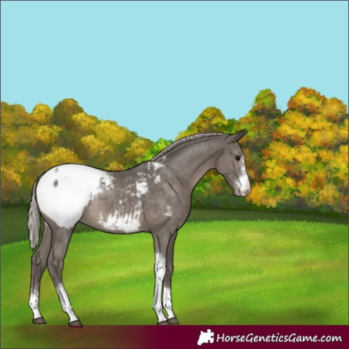 Horse Color:Silver Black Sabino Tobiano Snowcap Rabicano 
