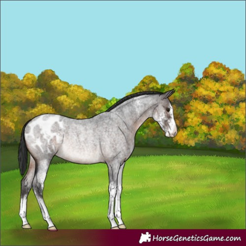 Horse Color:Brown Roan Sabino Varnish Rabicano 
