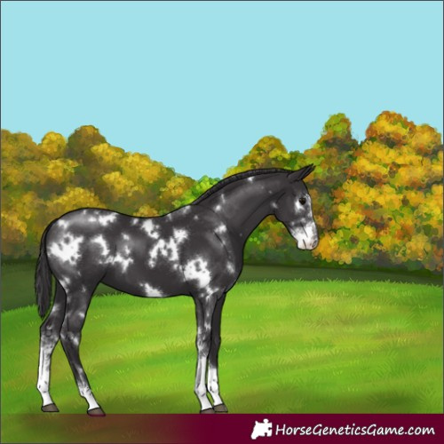 Horse Color:White Spotted Smoky Black Sabino 