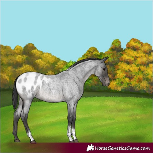 Horse Color:Blue Roan Tobiano Varnish 