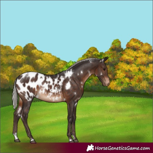 Horse Color:White Spotted Silver Brown Blanket Rabicano 