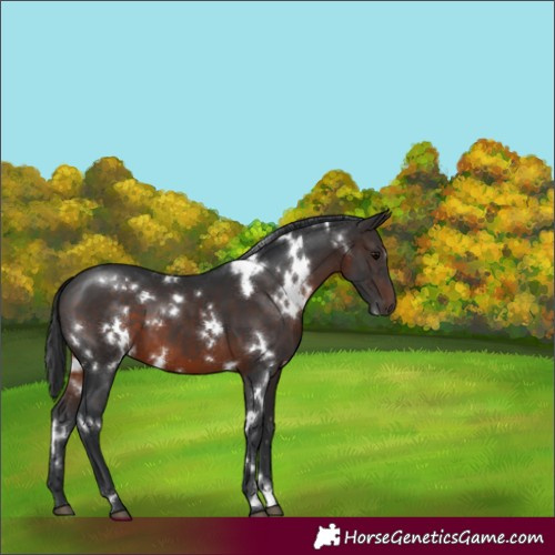 Horse Color:White Spotted Brown 