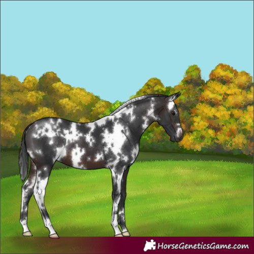 Horse Color:White Spotted Brown 