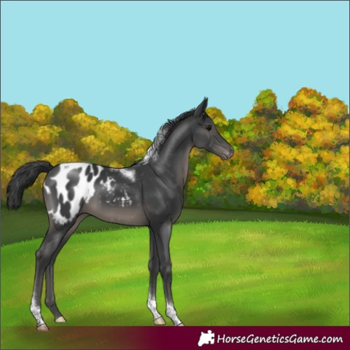 Horse Color:Black Tobiano Blanket Rabicano