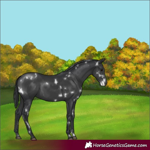 Horse Color:White Spotted Black 