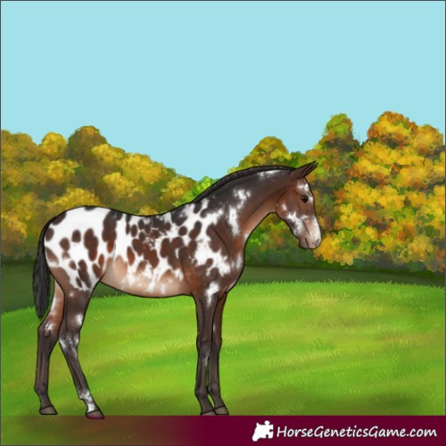 Horse Color:White Spotted Brown Sabino Blanket 