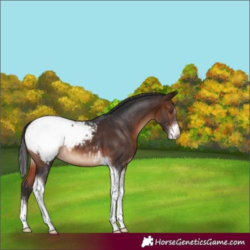 Horse Color:Brown Sabino Tobiano Snowcap Rabicano 