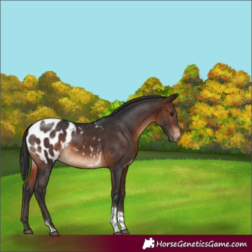 Horse Color:Brown Tobiano Blanket Rabicano