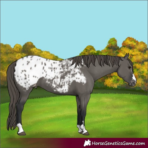 Horse Color:Grullo Blanket